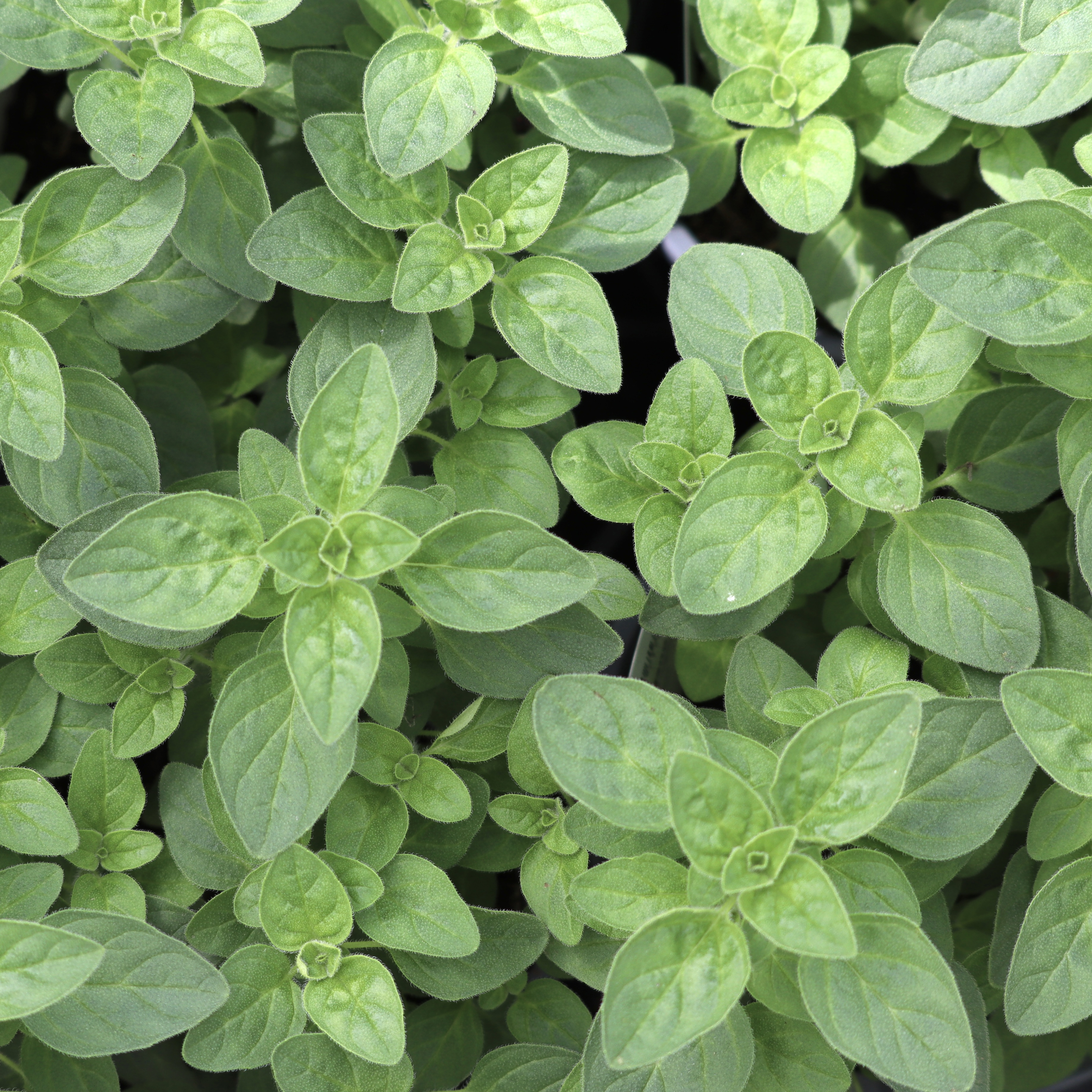 Oregano (Marjoram)